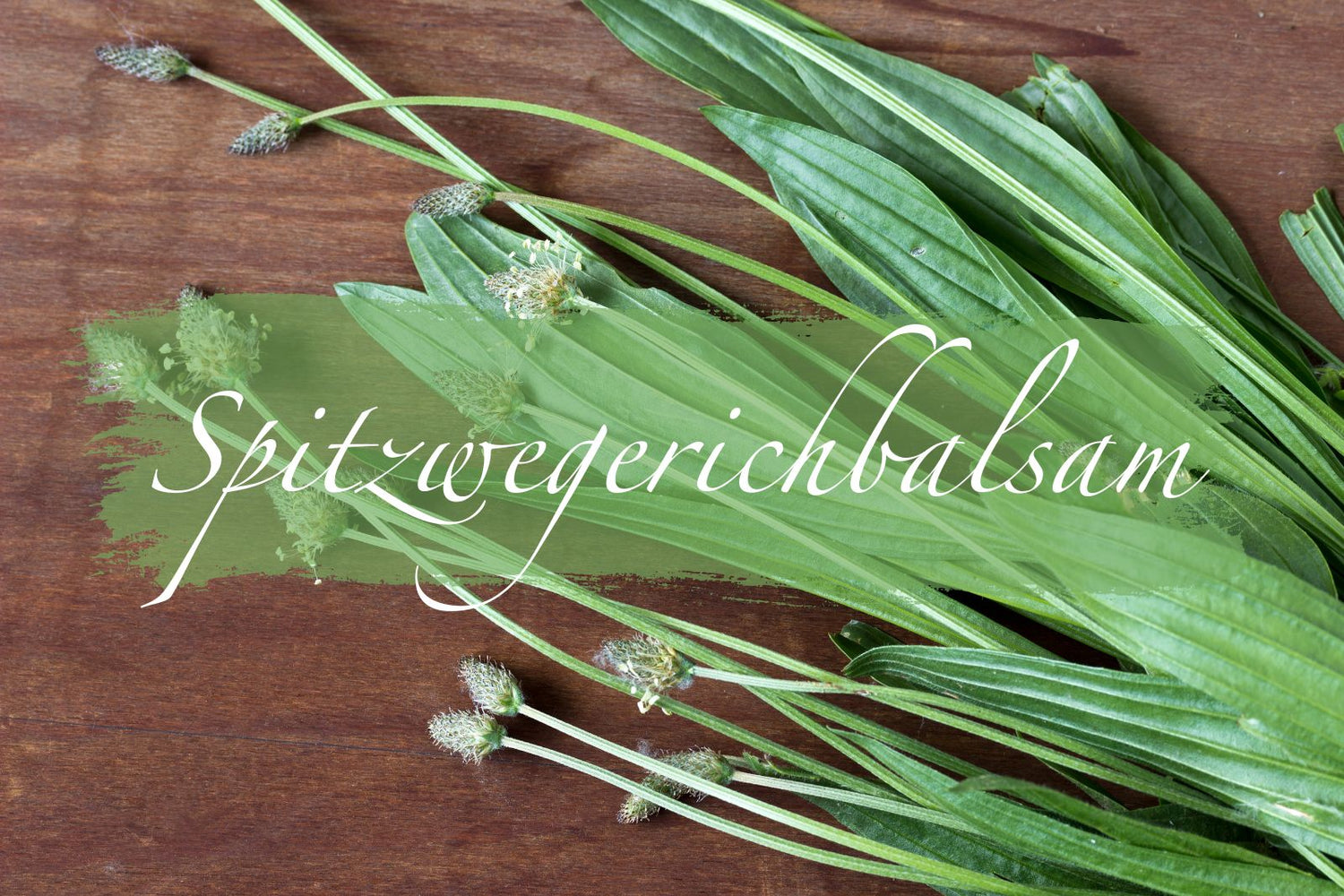 Spitzwegerichbalsam - Erste Hilfe bei Insektenstichen - Rosas Naturkosmetik